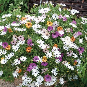 Cape papatya veya Osteospermum