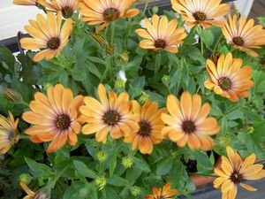 Osteospermum-mix