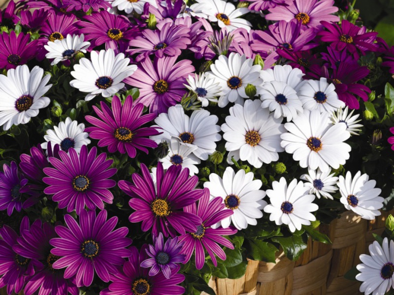 Osteospermum görünümü