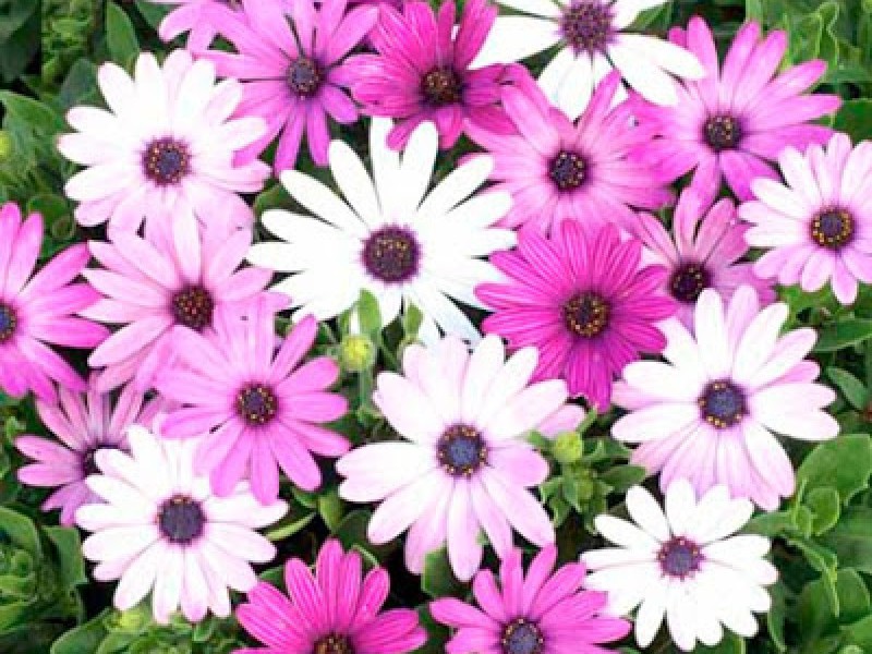 Kukkien taimet - Osteospermum