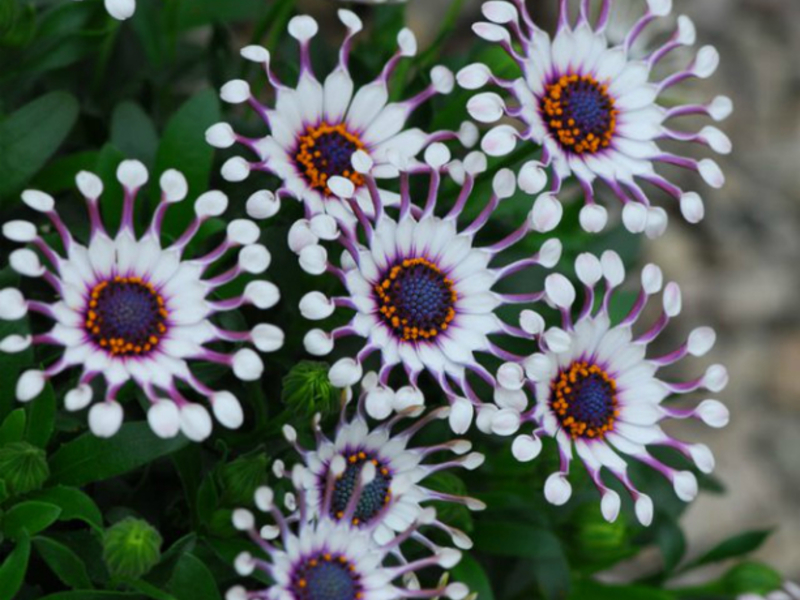 Osteospermum v záhrade