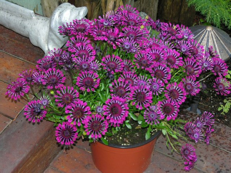 Plantor av blommor - Osteospermum