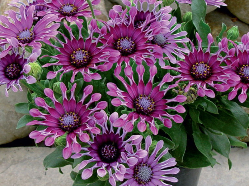 Hodowla kwiatu osteospermum