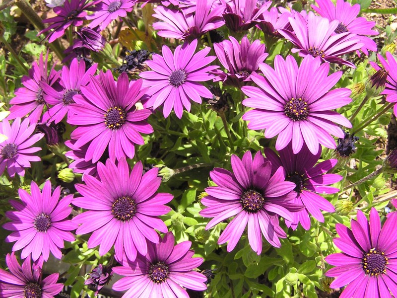 Kako se brinuti za osteospermum