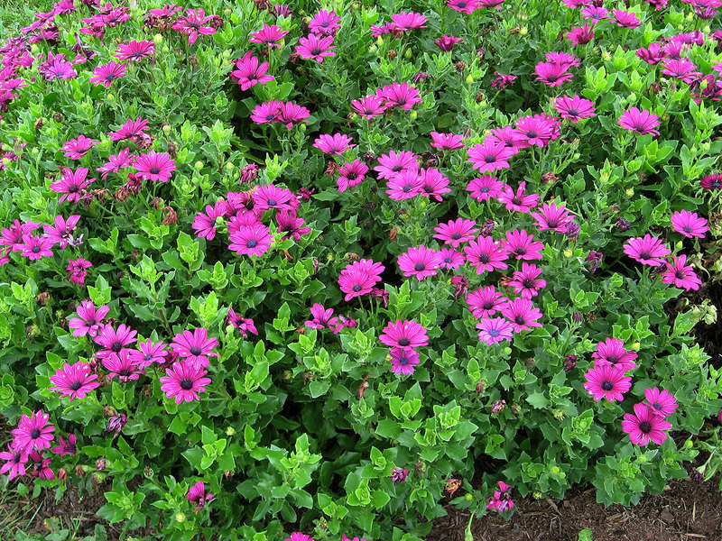 Kenmerken van groeiende osteospermum