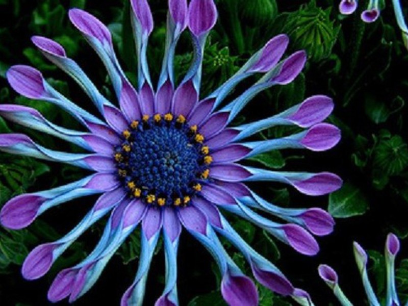 Cape daisy tai Osteospermum