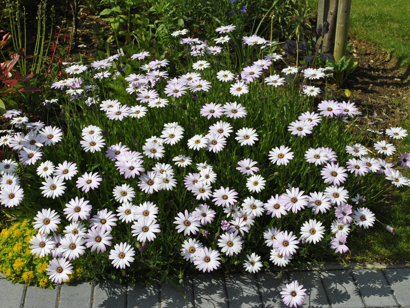 Che aspetto ha un fiore di osteospermum?