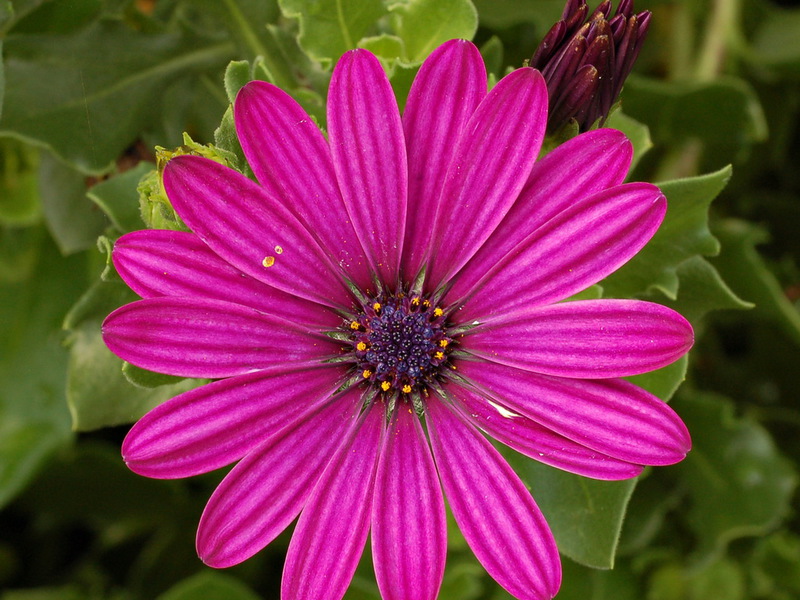 Conditions de reproduction de l'ostéospermum