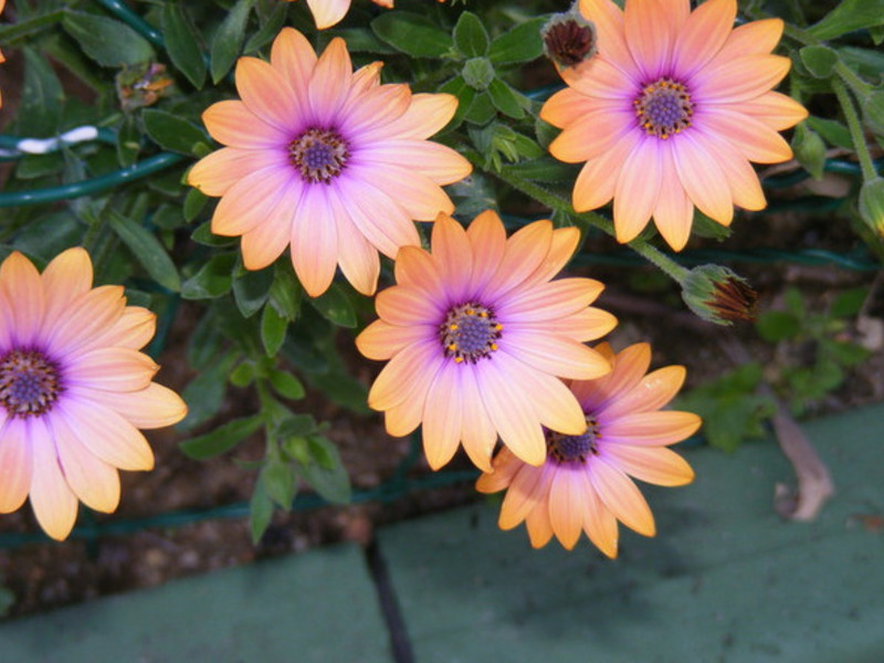 Osteospermum v záhrade