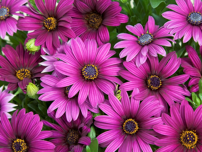 Osteospermum-mix