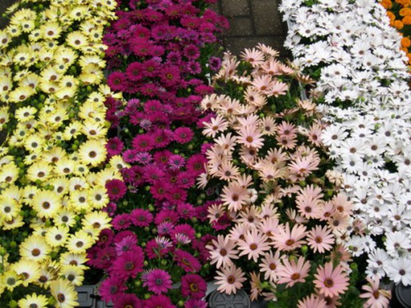 Período de floração do Osteospermum