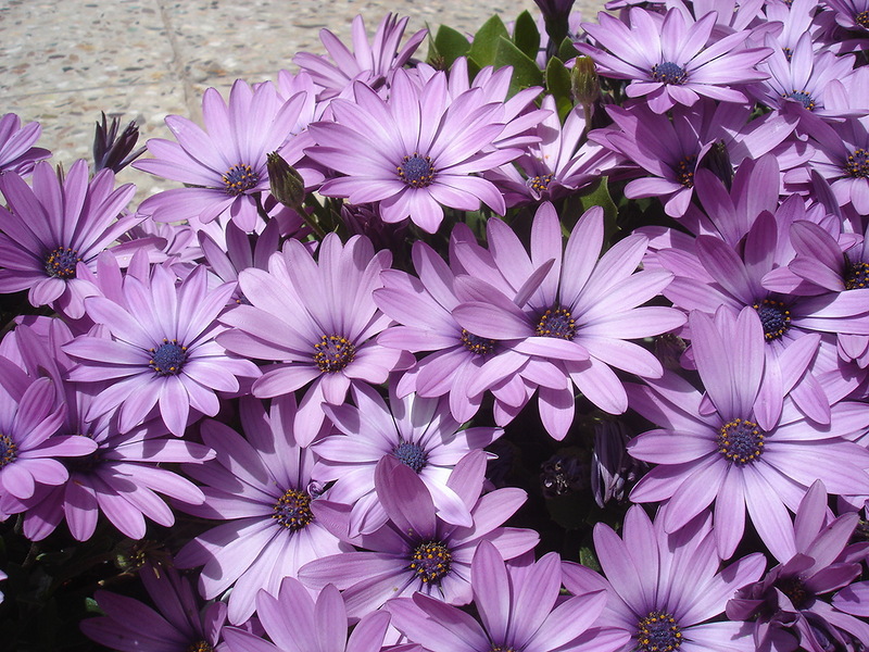 Cape daisy alebo Osteospermum