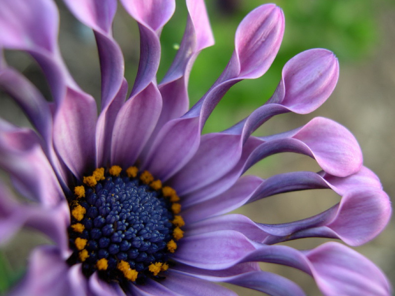 Apabila osteospermum tumbuh dan mekar