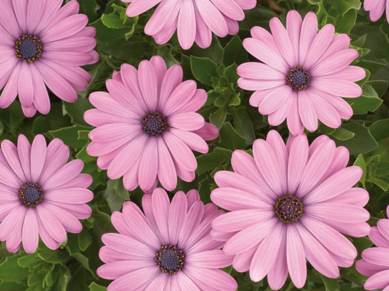 Métodos de cultivo de osteospermum