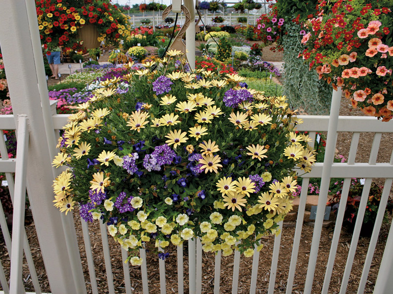 Water geven en bemesten voor osteospermum