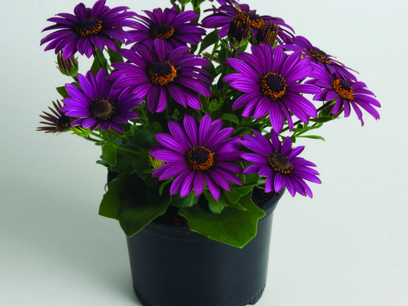 Osteospermum puutarhassa