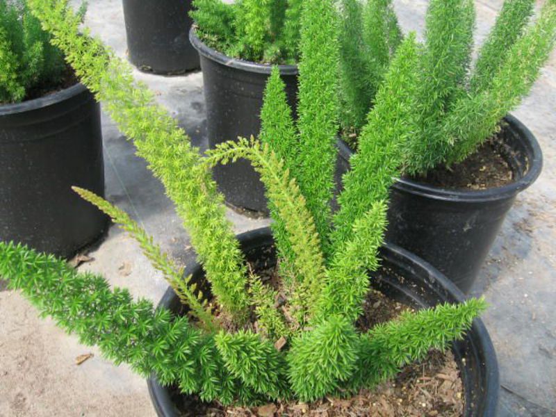 Varieti Asparagus