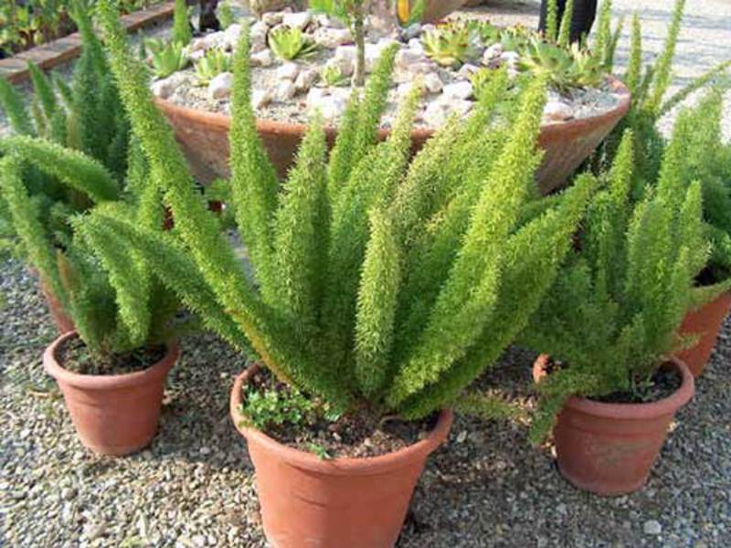 Asparagus ini mempunyai daun jarum