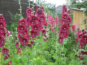 Mallow blomstringsperiode