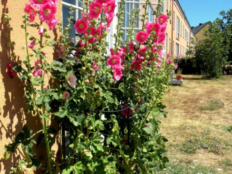 Planter et entretenir la mauve