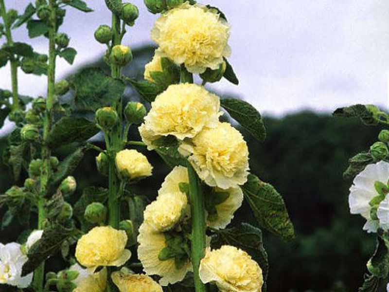 Tipos de flor de malva