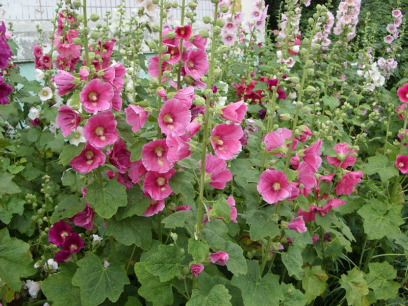 O uso de malva em projetos paisagísticos