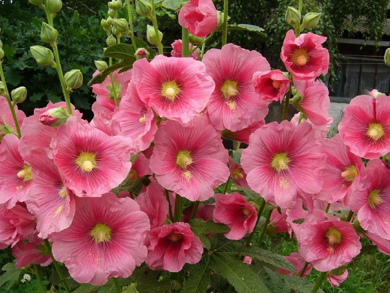 Malva flor de jardim