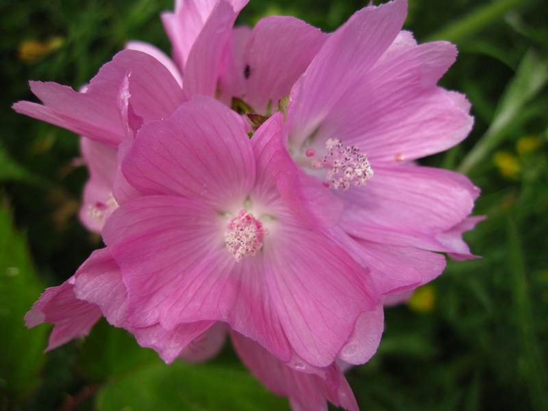 À quoi ressemble une mauve