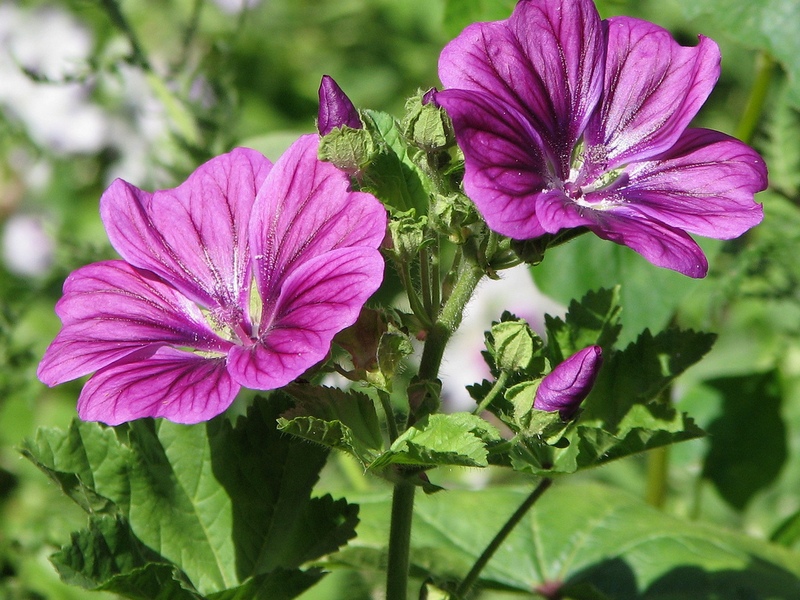 Descrição da planta de malva