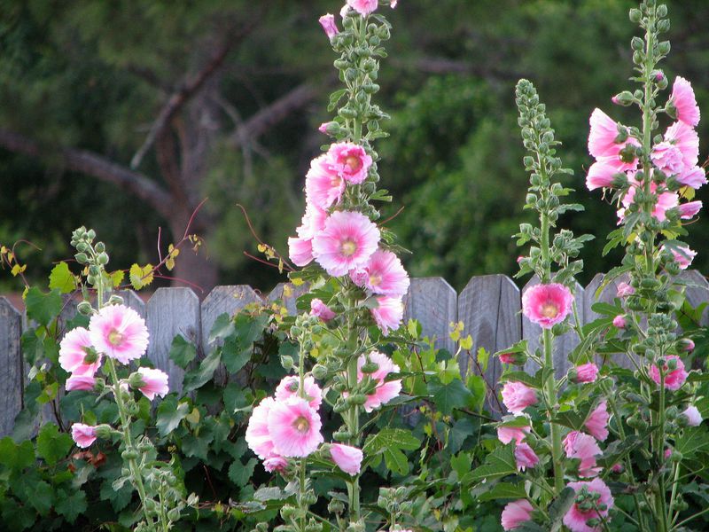 Mallow blomster