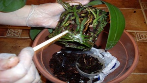 Description of emergencies when an orchid transplant is needed