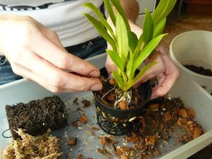 Instrucciones paso a paso para trasplantar una orquídea en casa.