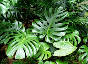 Monstera schattig - hoe een plant eruit ziet.