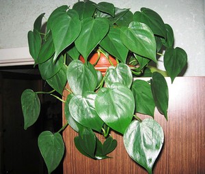 Philodendron klatrer derhjemme i en gryde.