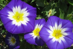 Ipomoea blomst er en veldig lys aksent i rommet.