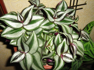 تظهر Tradescantia أندرسون في الصورة.