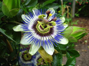 La passiflora és una planta enfiladissa que floreix molt activament a casa.