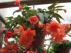 Ampelous begonia - rysy péče.