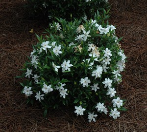 Gardenia-verzorging vereist speciale aandacht