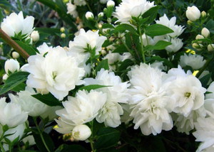 Το Jasmine είναι ένα αναρριχητικό φυτό που είναι γνωστό σε όλους.