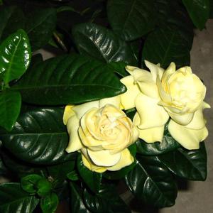 Gardenia flowers can be white or yellow.