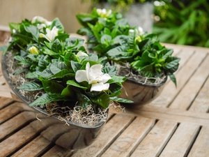 Gardênia é vendida em vasos em floriculturas