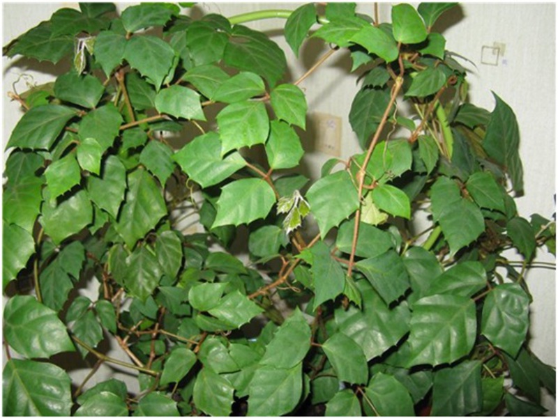 Cissus rhomboid pode sombrear sua varanda ou rastejar ao longo da parede.