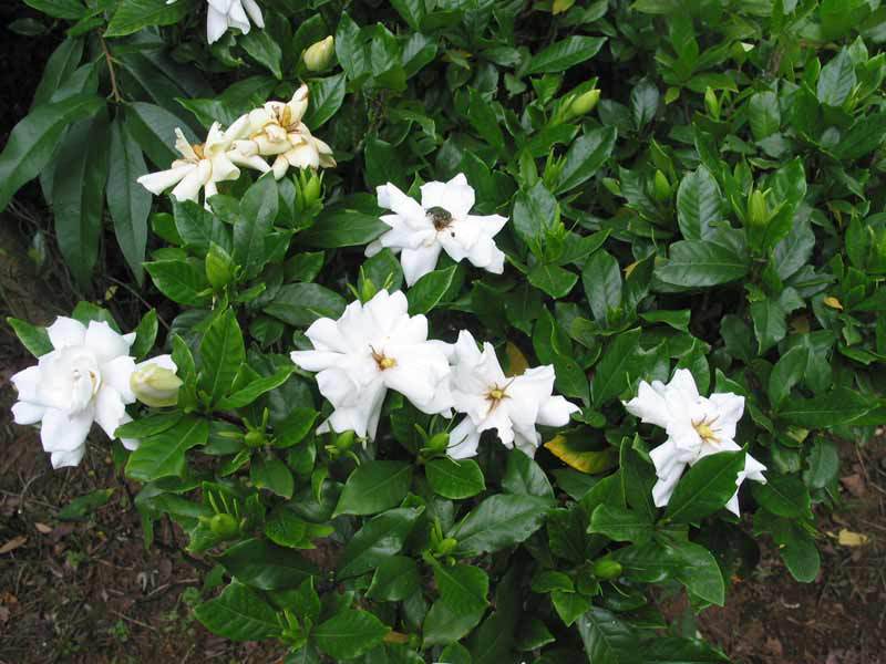 Caring for your gardenia at home starts with choosing the right soil.