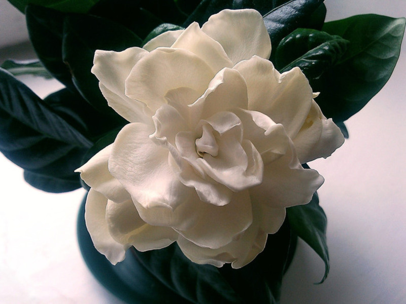 Gardenia blooms can start at home in spring or summer.