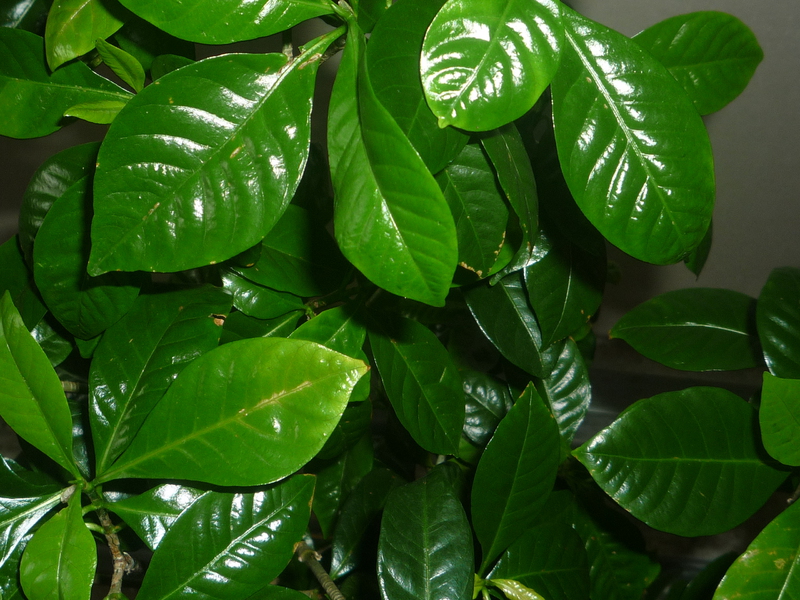 Gardenia ne fleurit généralement pas au printemps.