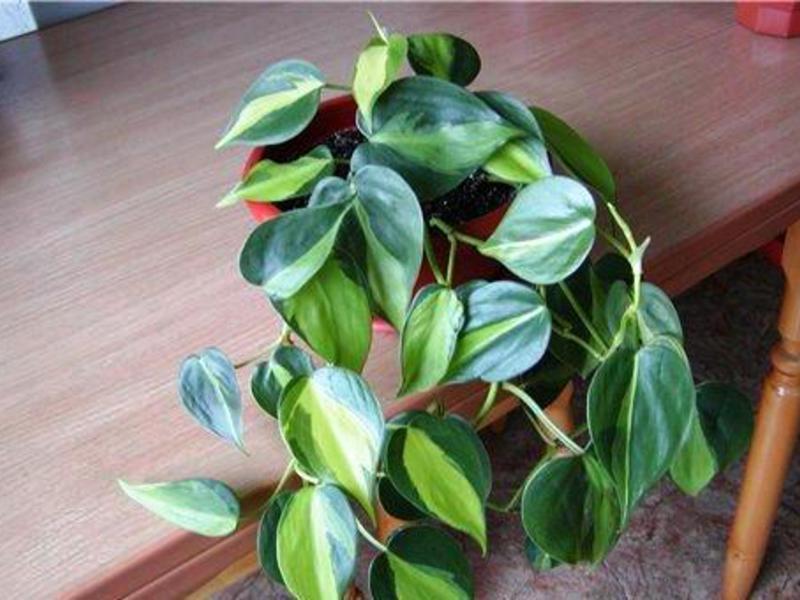 Klatring philodendron er en veldig interessant plante.