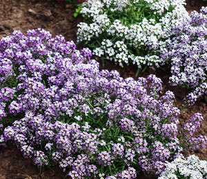 Lobularia θάλασσα