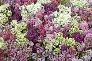 Planting plants in flower beds