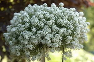 A lobularia termesztésének feltételei